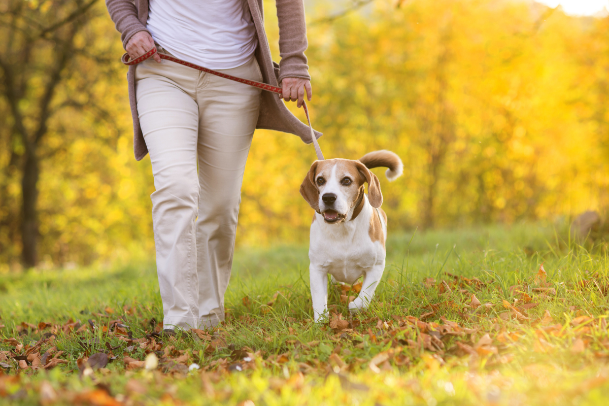 Dog friendly walking routes London.