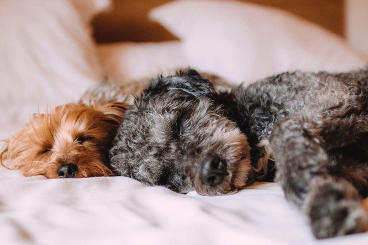 Dog Friendly hotel London.
