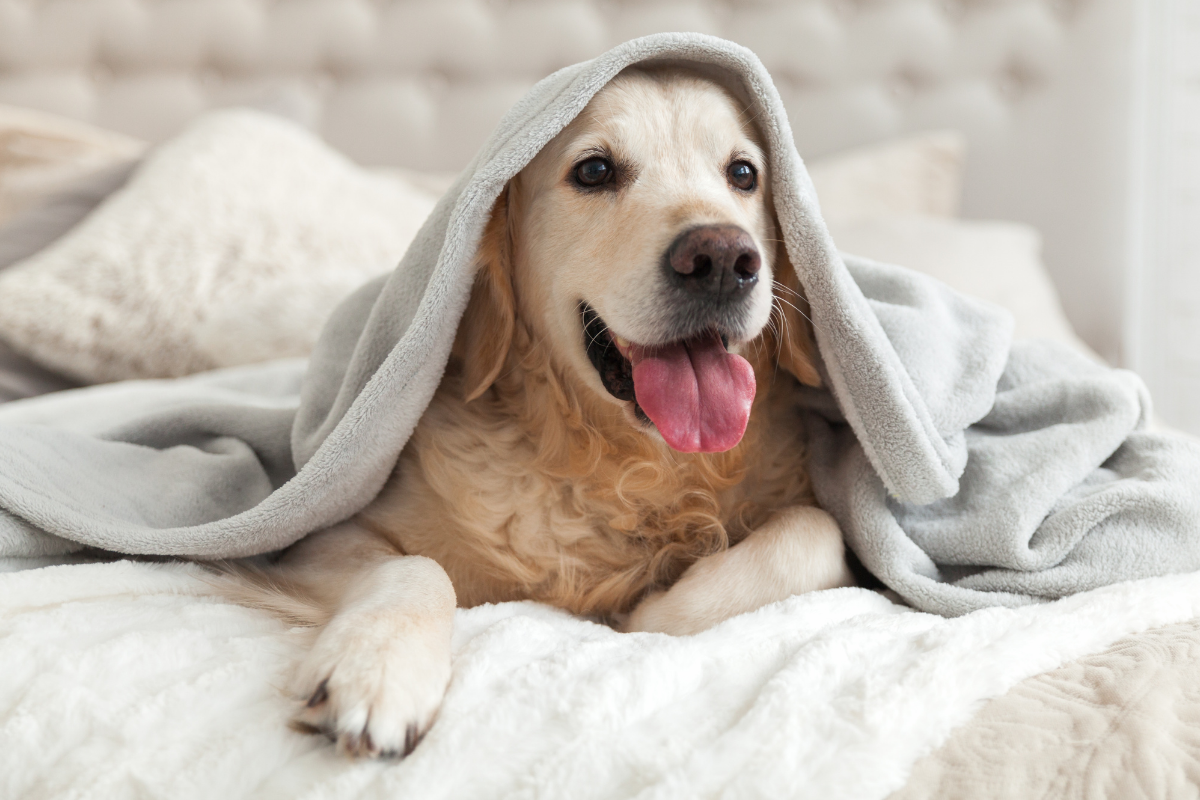 Dog friendly hotel package London.